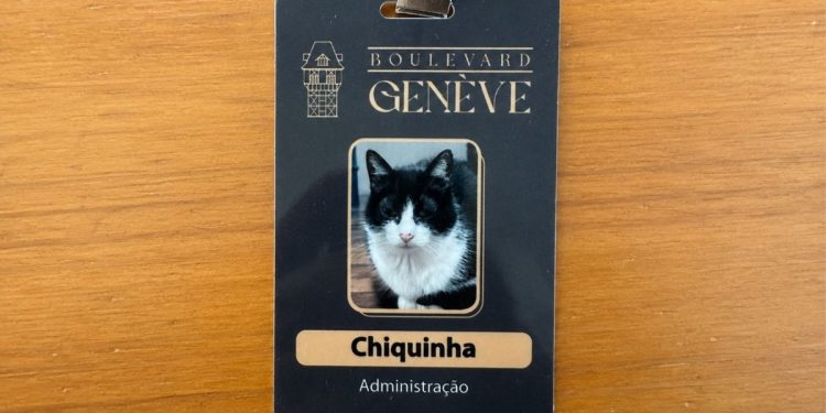 Gatinha vira celebridade e ganha cargo especial em shopping