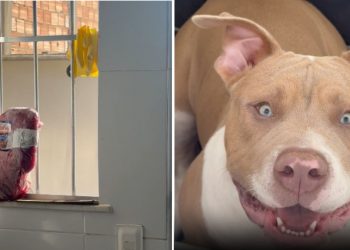 Cão é flagrado tentando pegar carne que descongelava na janela