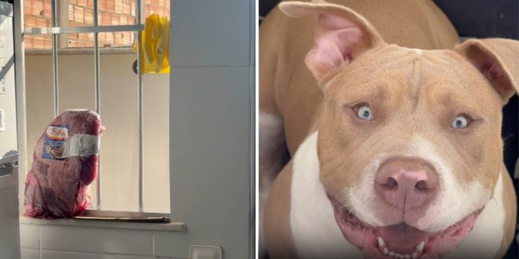 Cão é flagrado tentando pegar carne que descongelava na janela