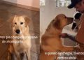 Golden demonstra curiosidade ao conhecer filhote recém-chegado