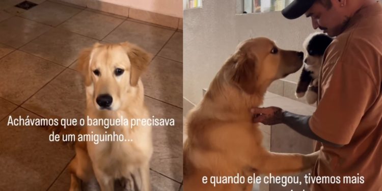 Golden demonstra curiosidade ao conhecer filhote recém-chegado