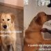 Golden demonstra curiosidade ao conhecer filhote recém-chegado