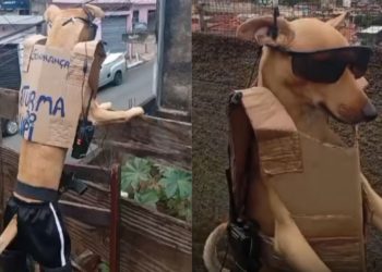 Cachorro leva trabalho de segurança a sério e monitora rua