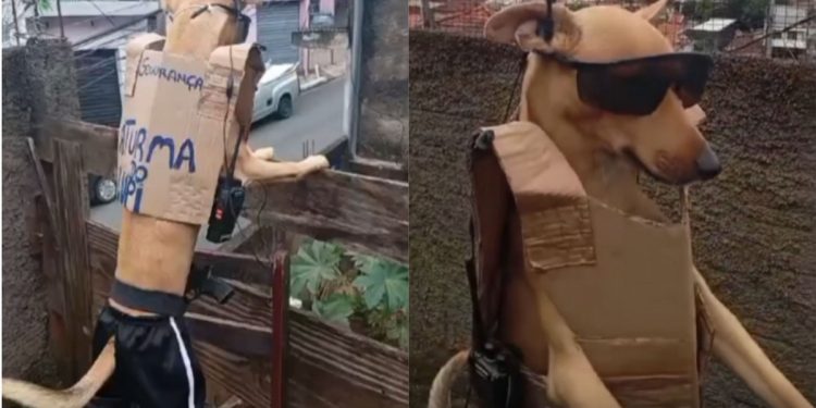 Cachorro leva trabalho de segurança a sério e monitora rua