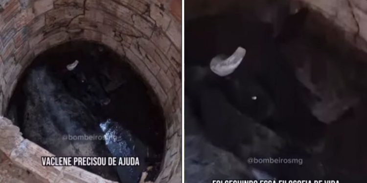 Vaca Vaclene é resgatada após cair em fossa e ficar presa