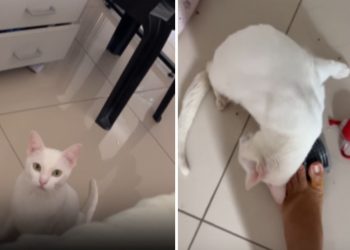 Gatinha paraplégica encontra jeito especial de pedir ajuda