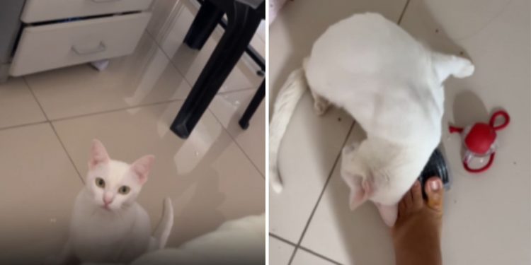 Gatinha paraplégica encontra jeito especial de pedir ajuda