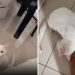 Gatinha paraplégica encontra jeito especial de pedir ajuda