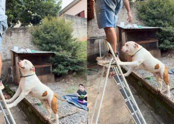 Pitbull acompanha manutenção do telhado e ajuda a segurar escada