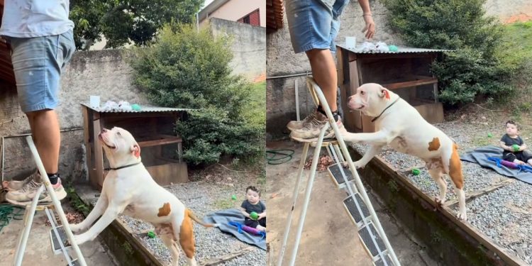 Pitbull acompanha manutenção do telhado e ajuda a segurar escada