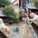 Pitbull acompanha manutenção do telhado e ajuda a segurar escada