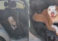 Pets invadem carro e exigem passeio em família