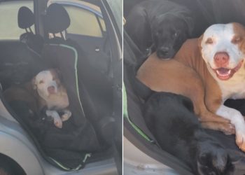 Pets invadem carro e exigem passeio em família