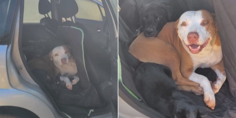 Pets invadem carro e exigem passeio em família
