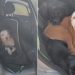 Pets invadem carro e exigem passeio em família