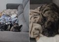Bulldog tenta escapar do banho e deixa companheira na berlinda