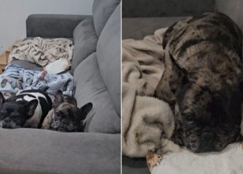 Bulldog tenta escapar do banho e deixa companheira na berlinda