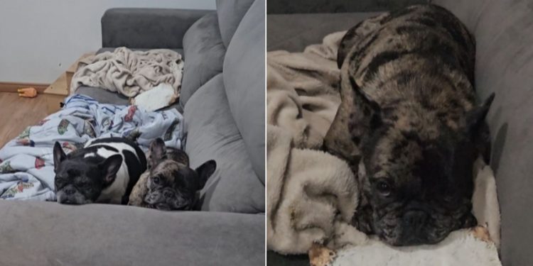 Bulldog tenta escapar do banho e deixa companheira na berlinda