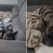 Bulldog tenta escapar do banho e deixa companheira na berlinda