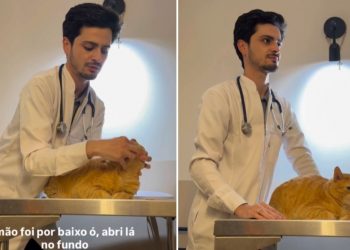 Veja como dar remédio para seu gato sem estresse