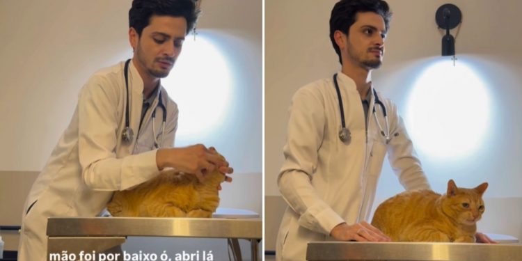 Veja como dar remédio para seu gato sem estresse