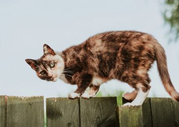 Hábito simples ajuda gatos a viverem mais, diz estudo