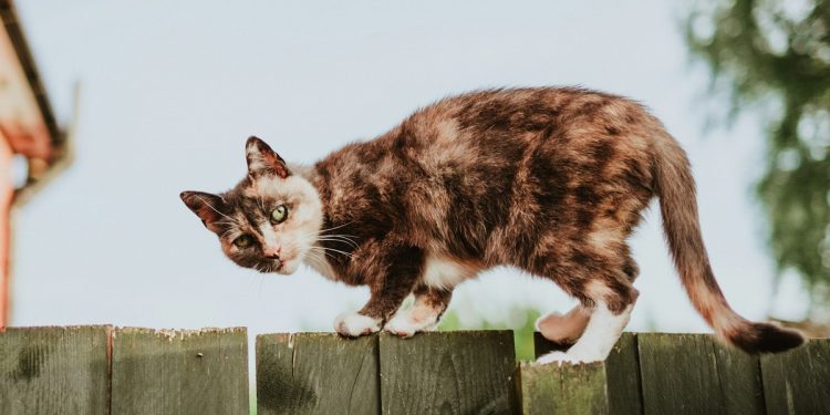 Hábito simples ajuda gatos a viverem mais, diz estudo