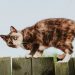 Hábito simples ajuda gatos a viverem mais, diz estudo