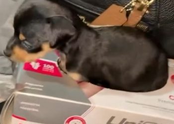 Vídeo de pinscher “zero” que cresceu demais viraliza na internet