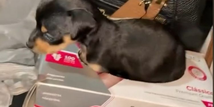Vídeo de pinscher “zero” que cresceu demais viraliza na internet