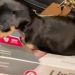Vídeo de pinscher “zero” que cresceu demais viraliza na internet